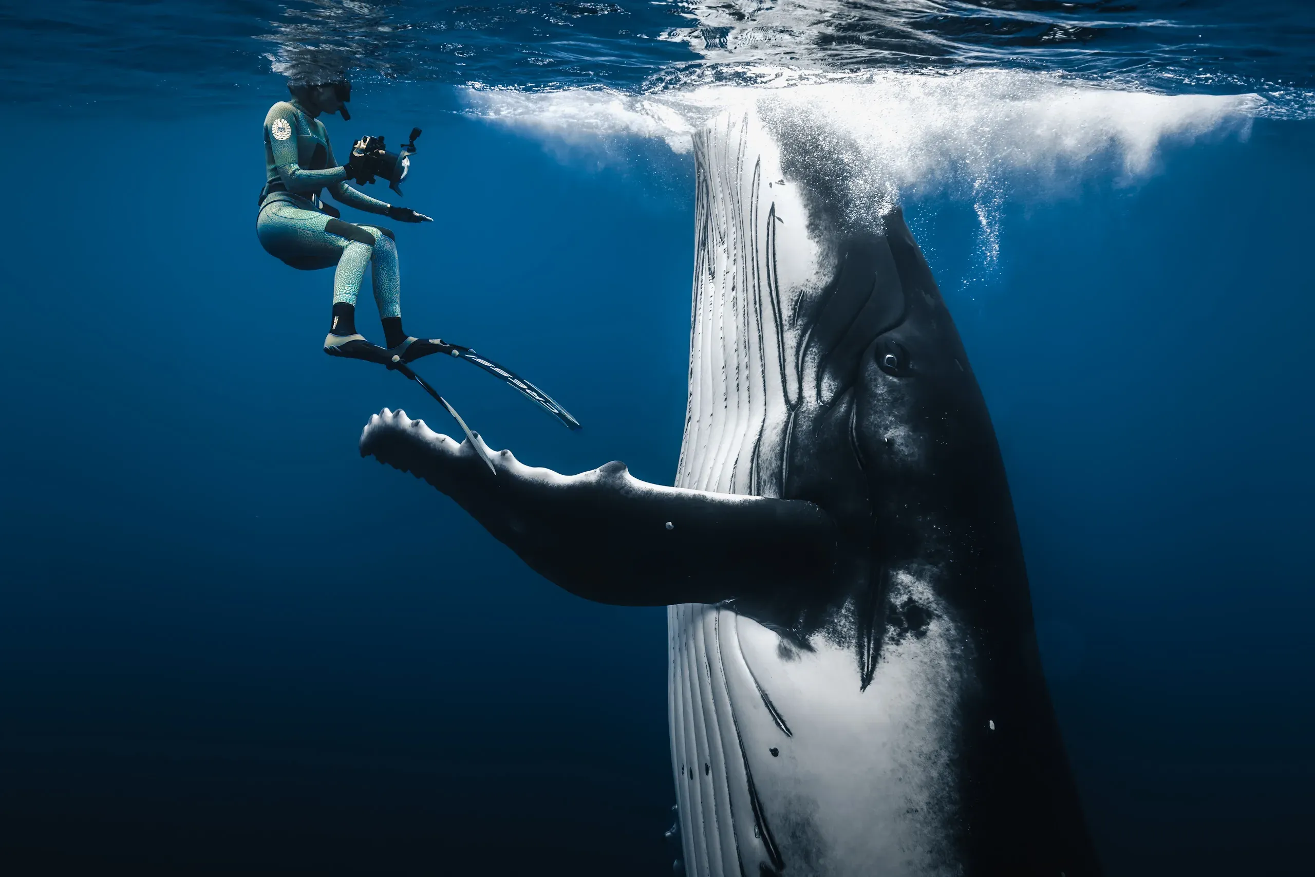 Humpback whale, Mo'orea
