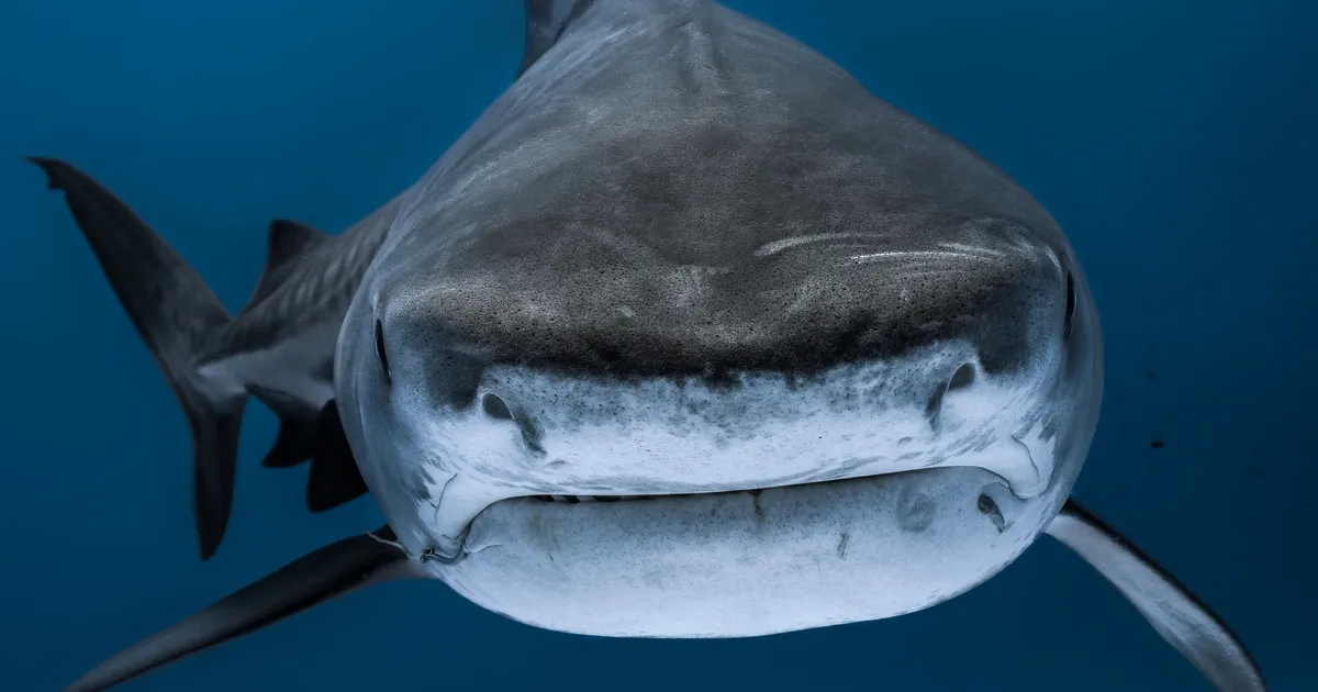 Dive Mentorships