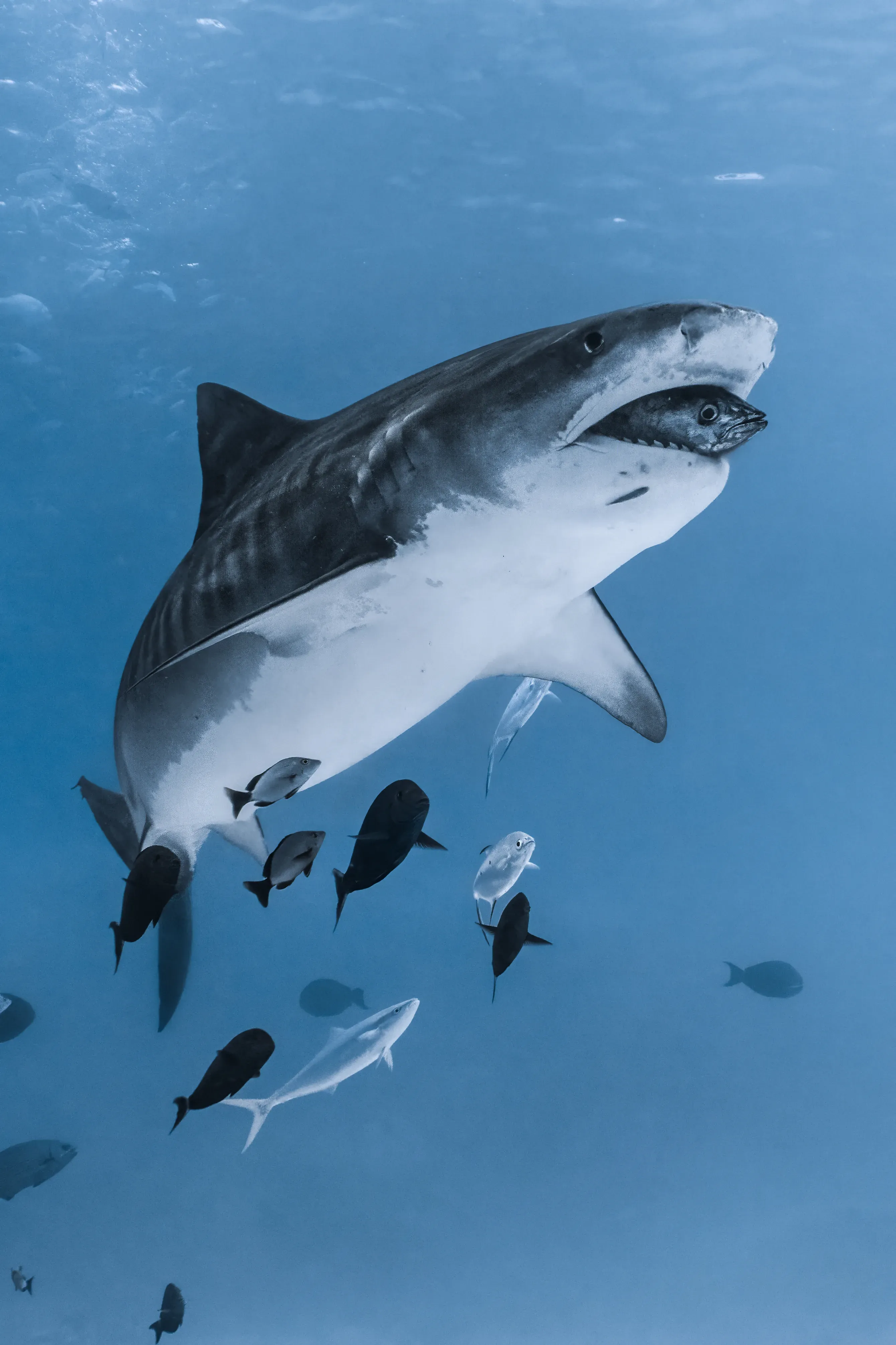 Tiger Shark Dive
