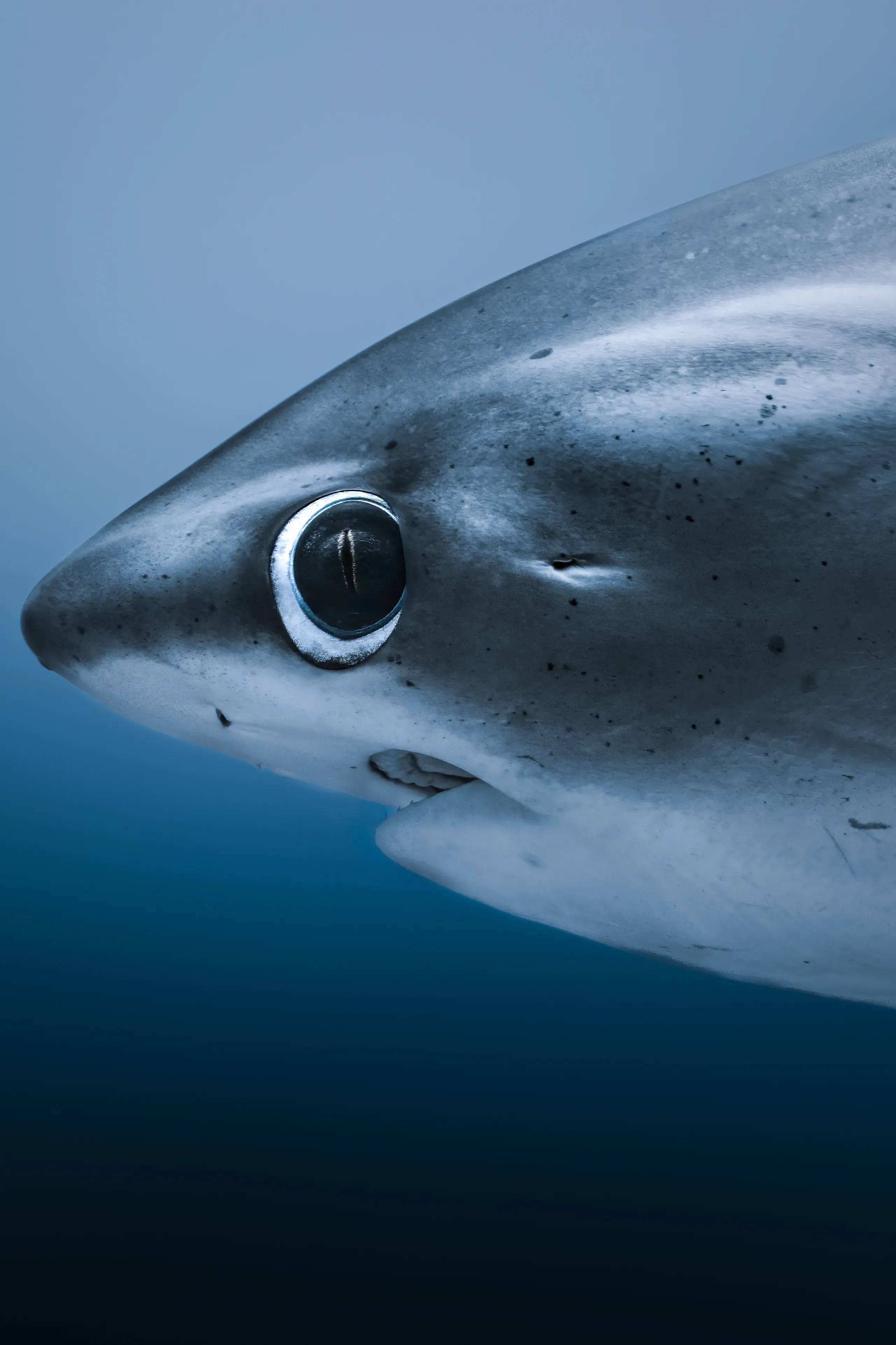 Tiger shark, Fuvahmulah