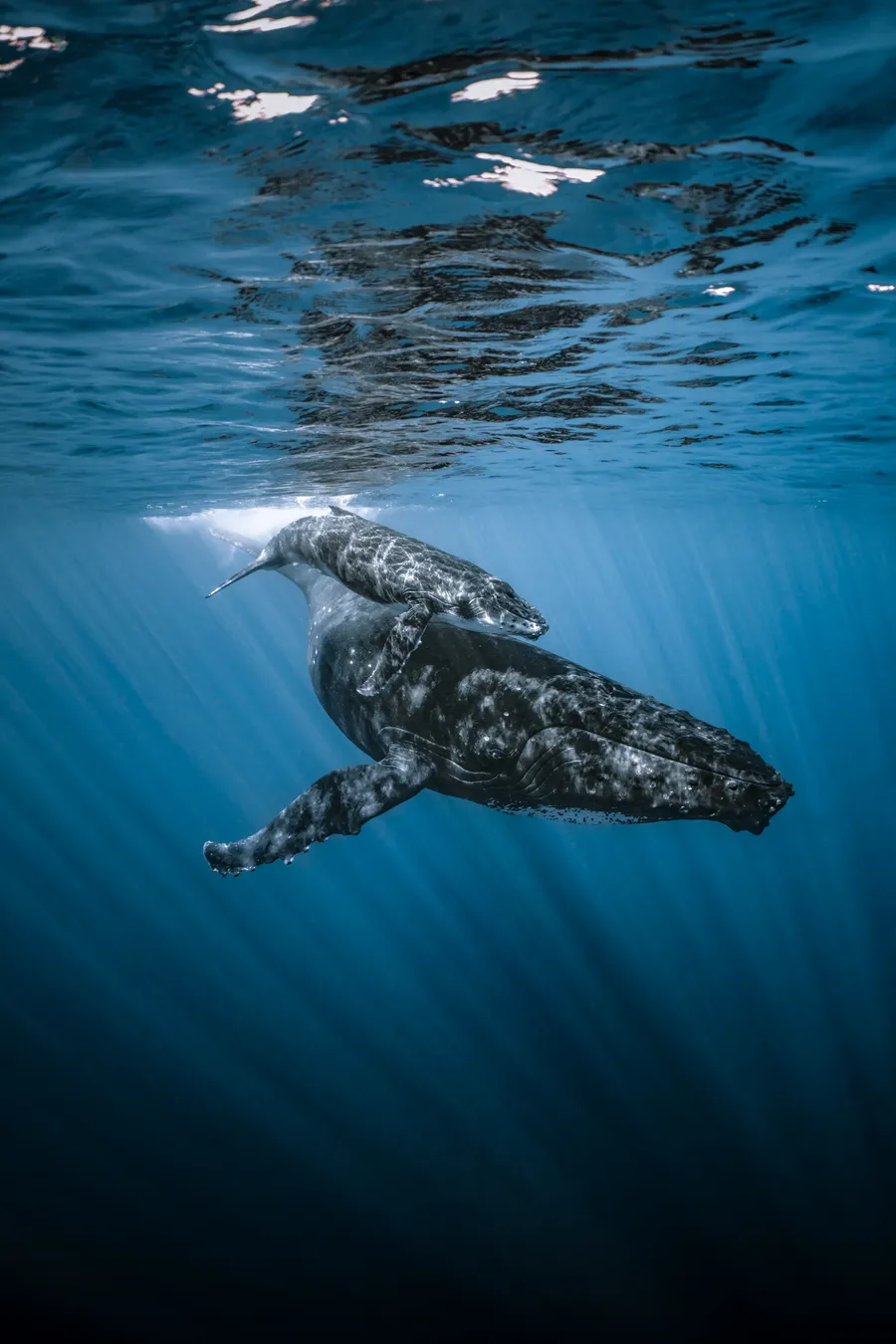 MO'OREA · HUMPBACK WHALE EXPEDITIONS