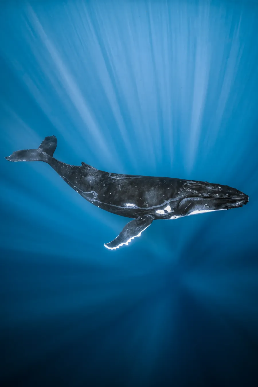 A humpback whale hangs in radiating beams of light — Mo'orea, French Polynesia
