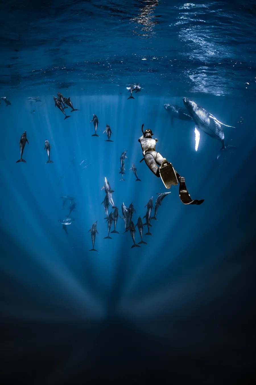 A freediver floats above a pod of spinner dolphins in deep light rays, a humpback passing behind — Mo'orea