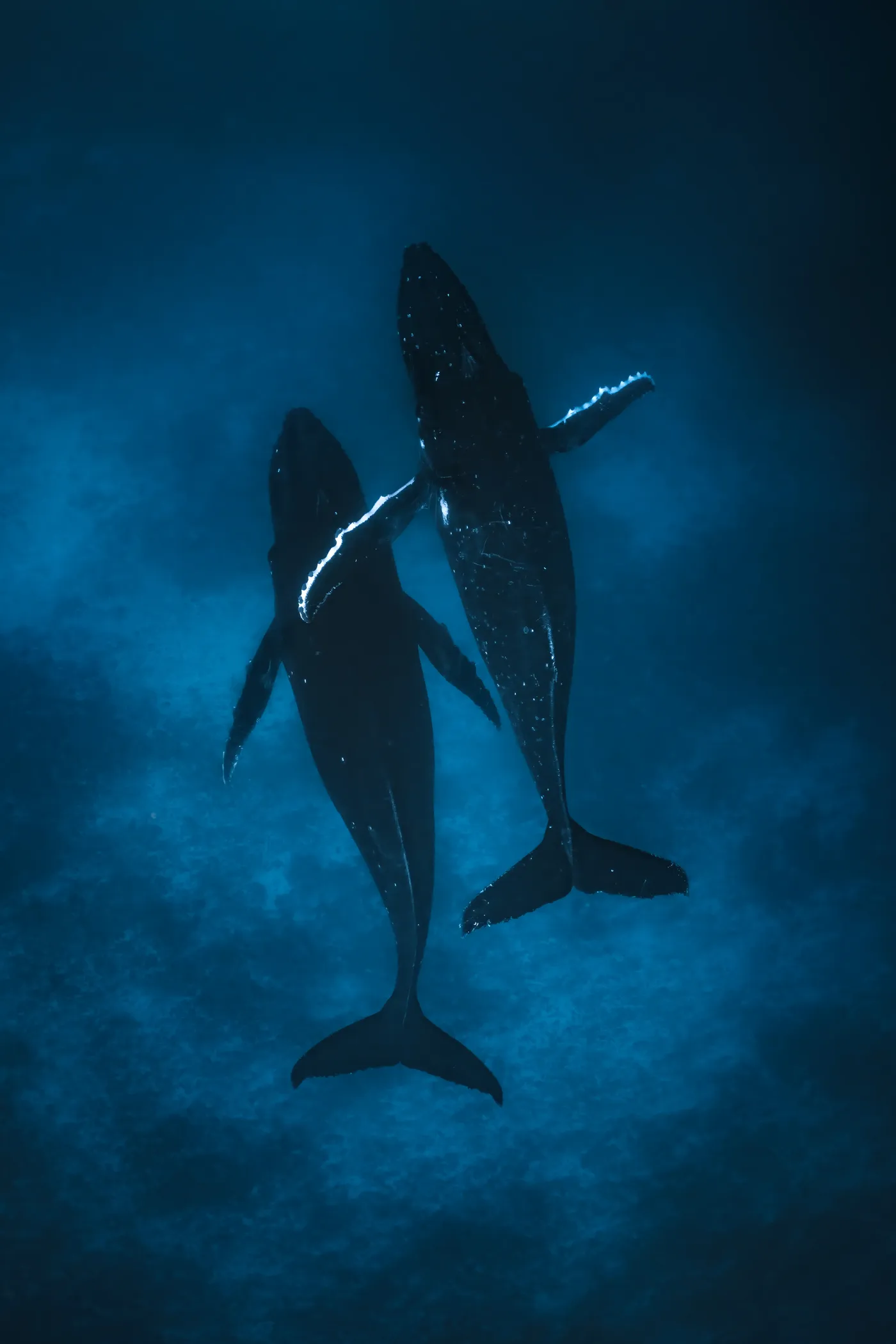 Mo'orea — Whale Sanctuary in the South Pacific