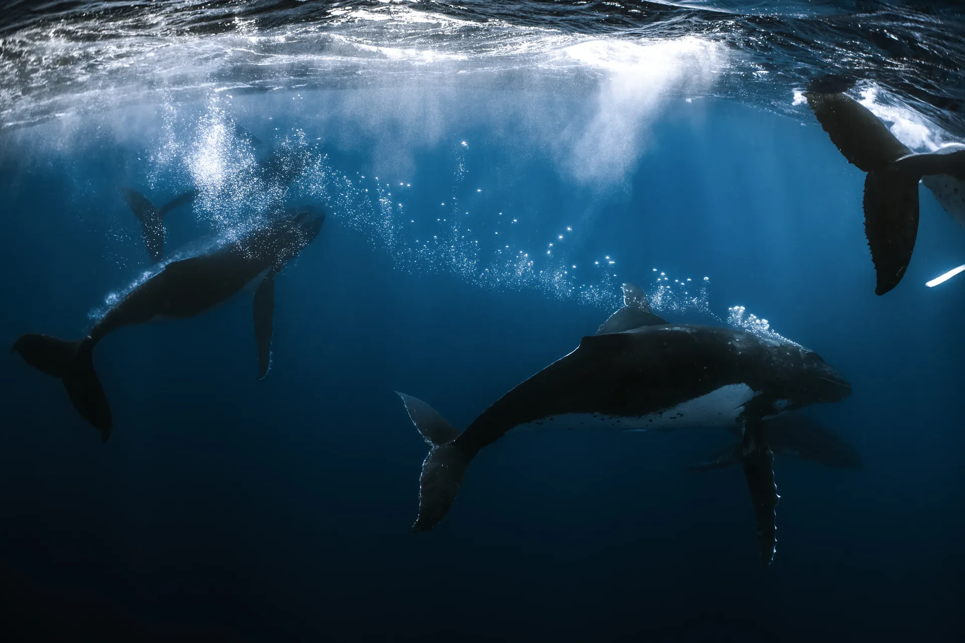 Three humpback whales in a burst of bubbles during a heat run — Mo'orea