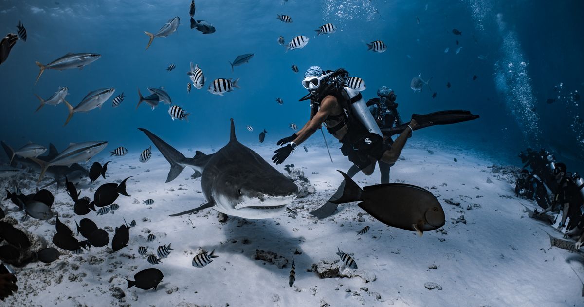 Mo'orea expedition