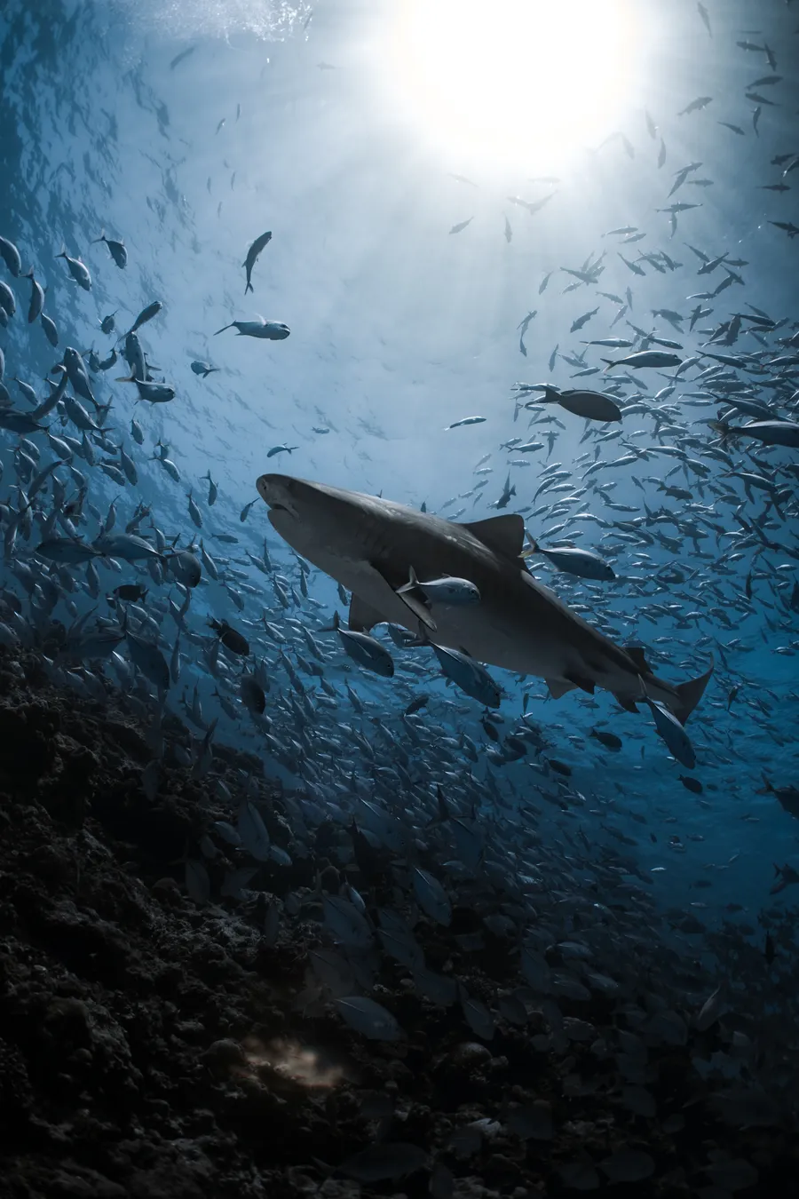 LIQUID SHARK DIVERS · FUVAHMULAH, MALDIVES
