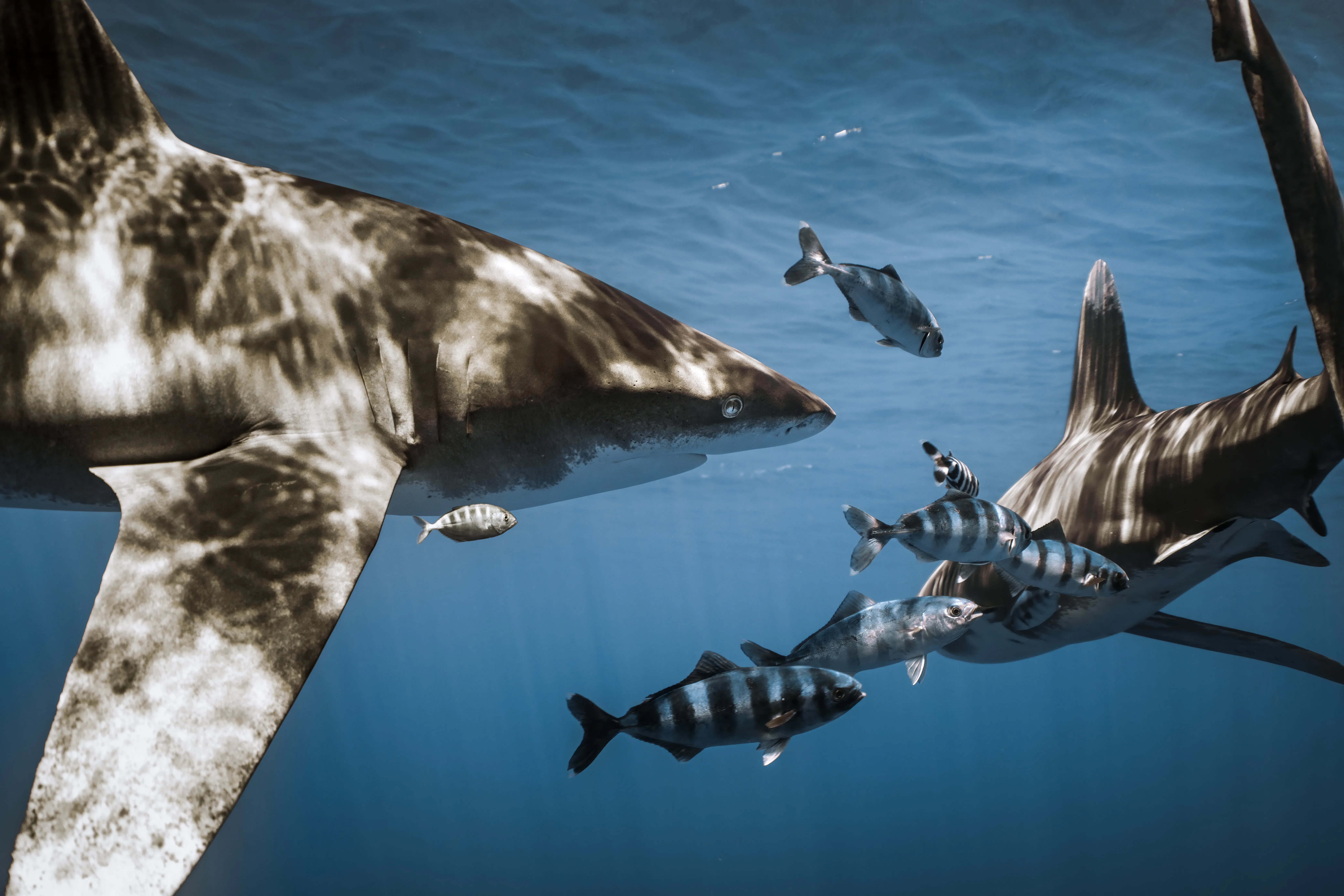 Longimanus Excursions