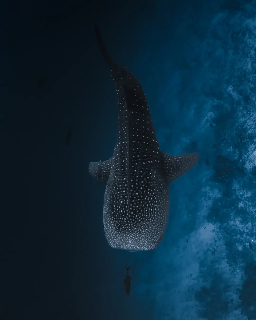 Wall Dives